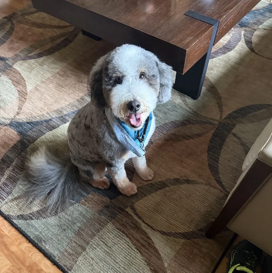 happy dog