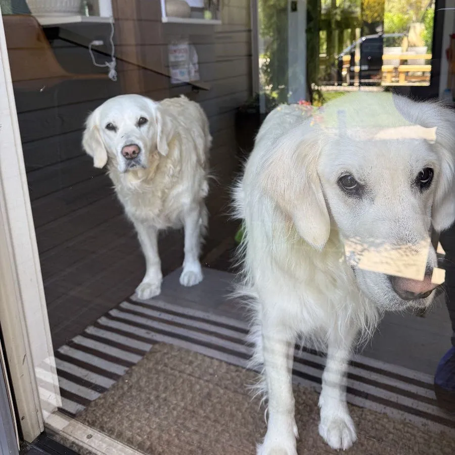 2 happy dogs through clean windows