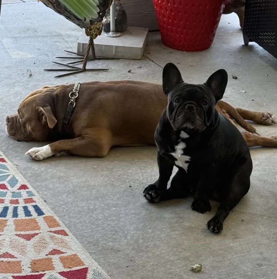 happy tired dogs