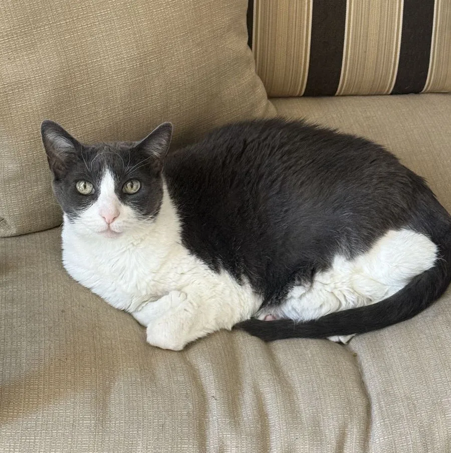 gentleman cat