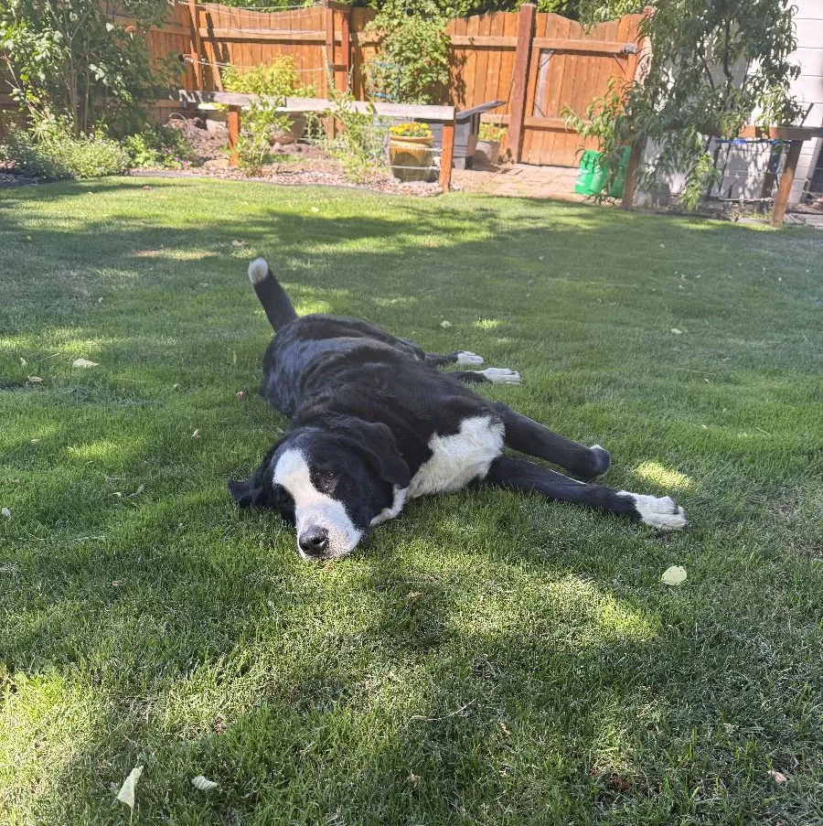 the goofy dog