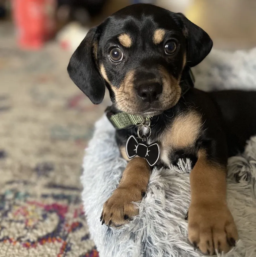 new-to-life puppy